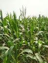 ÃÂ 

Corn tassel sway in the late summer breeze. Green corn field Royalty Free Stock Photo